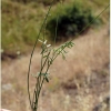 polyommatus rjabovi talysh hostplant1